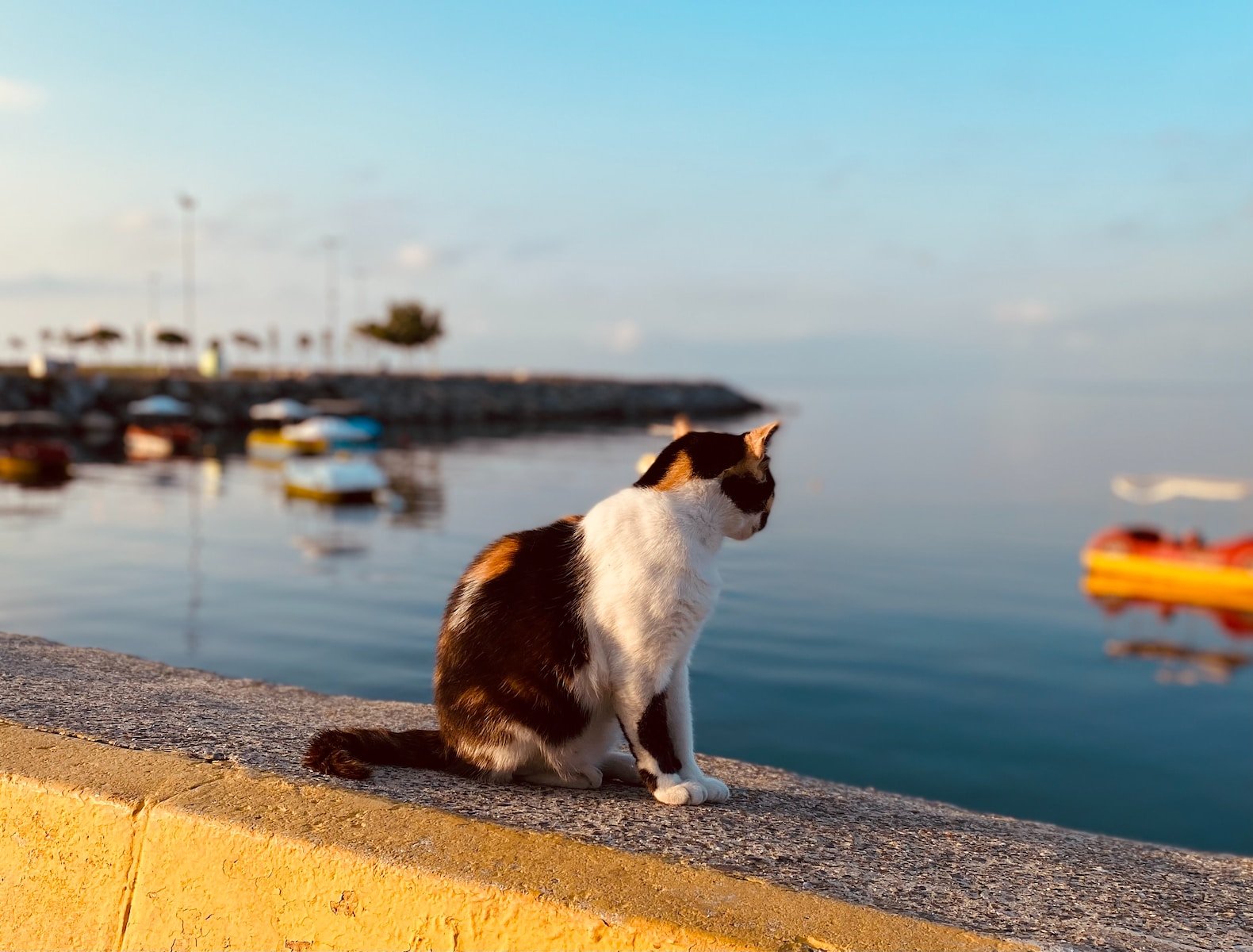 white and brown cat on gray concrete floor during daytime